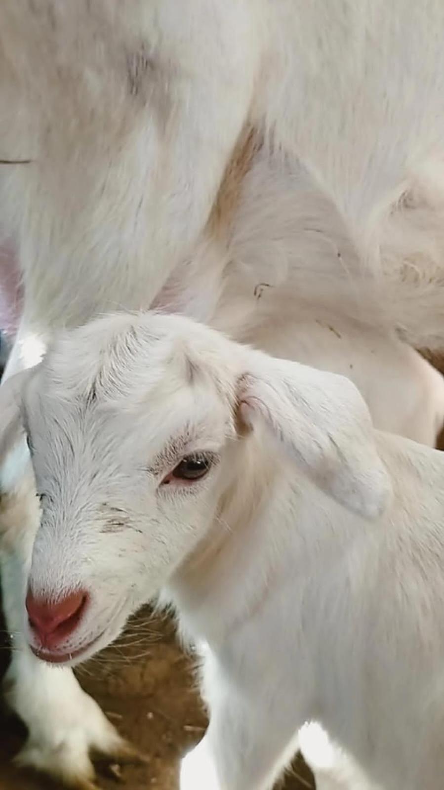 فيلا Rancho Maria Pimenta Joanópolis المظهر الخارجي الصورة