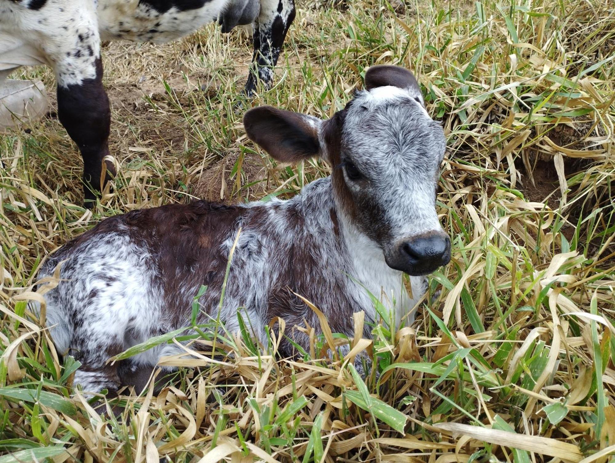 فيلا Rancho Maria Pimenta Joanópolis المظهر الخارجي الصورة